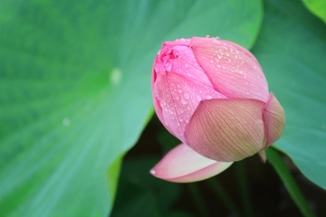 美人茶【蓮茶】Lotus Tea