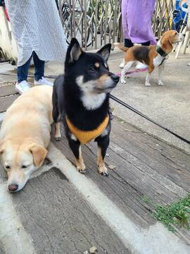 犬仲間とBBQ