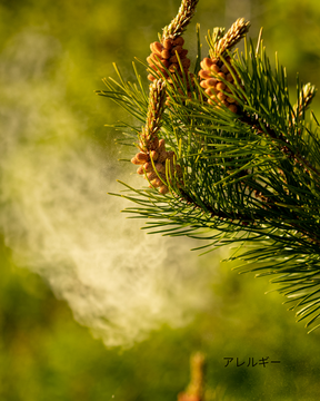 アレルギー性鼻炎は「体が守りすぎているサイン」
― アーユルヴェーダが考える根本原因と整え方 ―