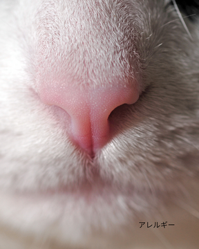 鼻うがいは『浄化』であり『神経のリセット』
― アーユルヴェーダが伝える最も基本で深いセルフケア ―